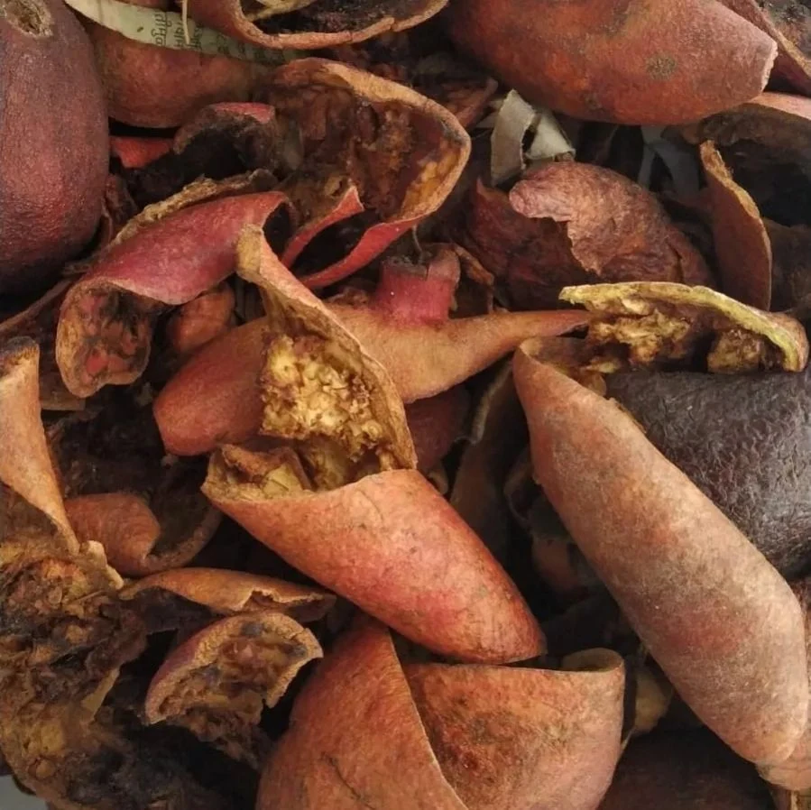 Anar Peel (Punica granatum) used in Amrit (Anti Dycentrical)